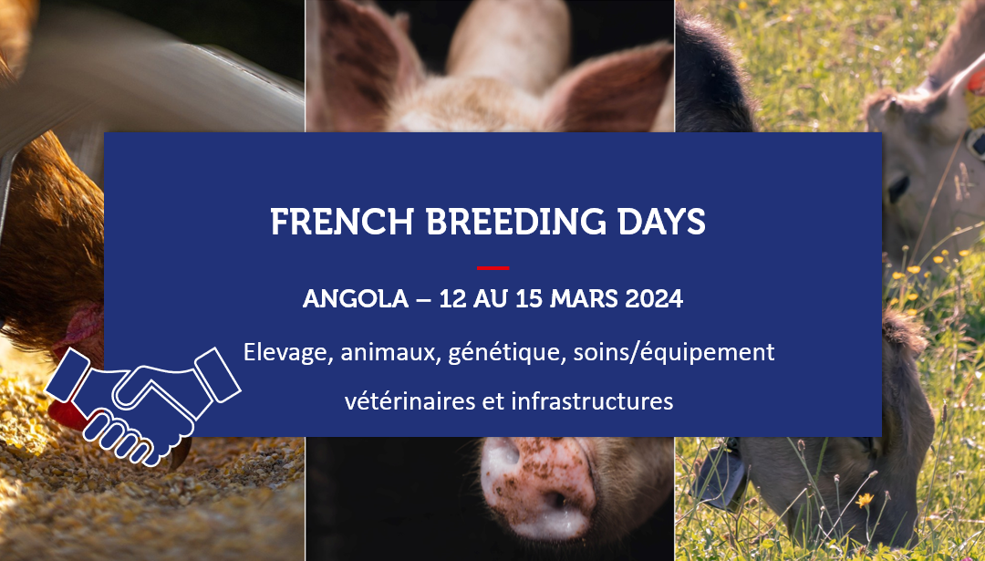 ANGOLA – French Breeding Days 2024